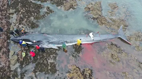 Rob Deaville An overhead photo of a whale lying in shallow water and on rocks on a beach. There are 12 people standing around the whale, giving a sense of the size of the animal, which was about 20m (65ft) long.