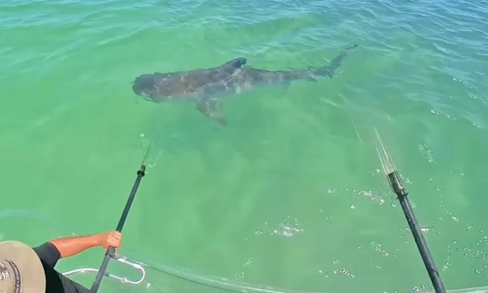 Tiger shark approaches transparent kayak.