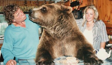 Their son Hercules was a grizzly bear. I was his vet