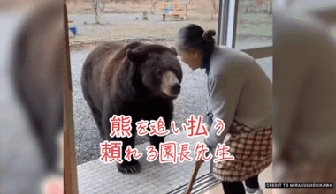 Don’t fall for AI-generated bear videos, experts warn Japan