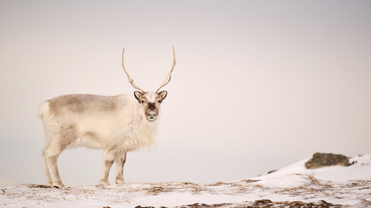 A reindeer caught off guard in Norway — and other news in pictures