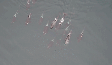 how orcas and dolphins hunt salmon as a team