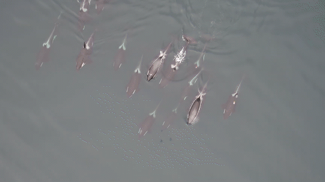 how orcas and dolphins hunt salmon as a team