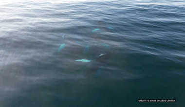 Drones detect deadly virus in Arctic whale breath