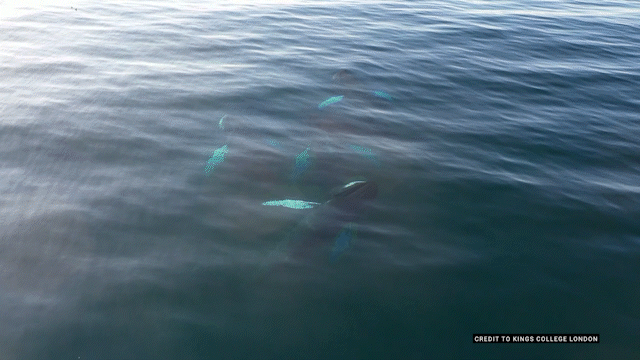 Drones detect deadly virus in Arctic whale breath