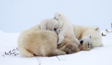 A polar bear and her playful cubs — and other news in pictures
