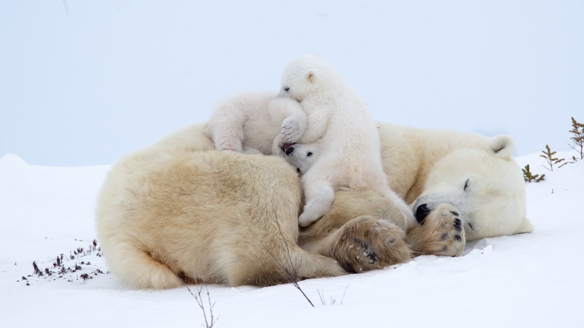 A polar bear and her playful cubs — and other news in pictures