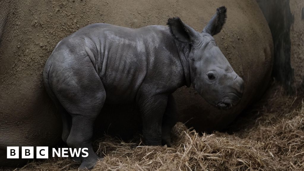 Mo the baby rhino up against her mum