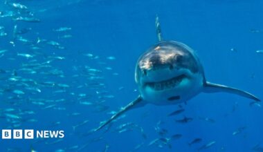 A great white shark moves towards the camera through clear, blue water. A shoal of small fish surround the large predator and its rows of pointed teeth are clearly visible