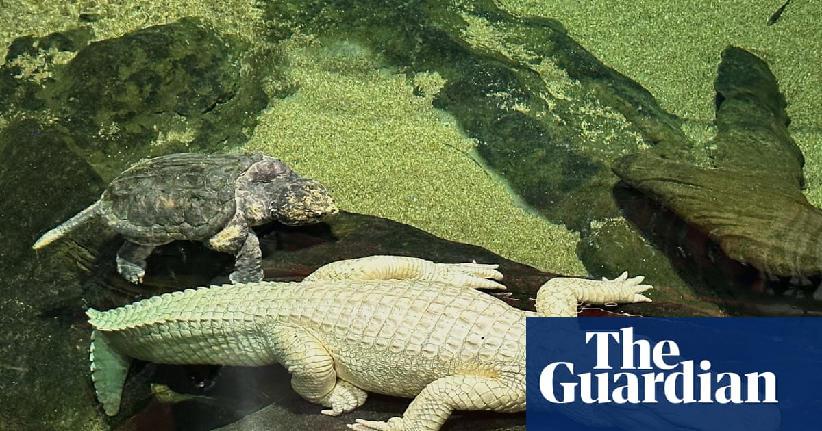 ‘Iconic swamp king’: San Francisco’s beloved albino alligator dies aged 30 | San Francisco