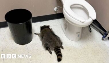 Drunk raccoon on the floor next to toilet
