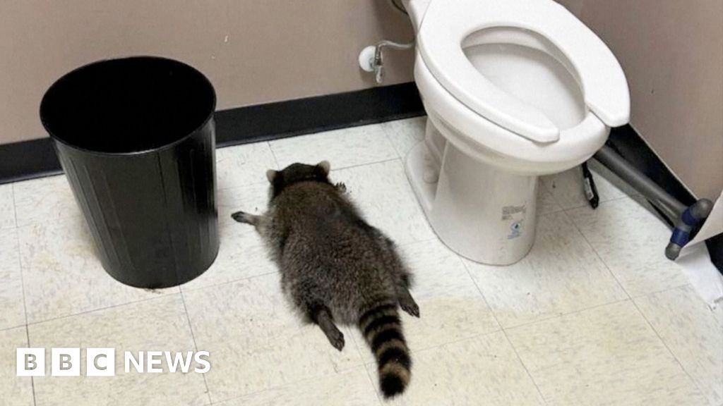 Drunk raccoon on the floor next to toilet