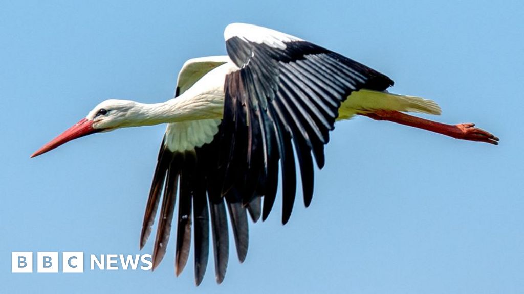 White storks nest at Dagenham country park in rewilding project