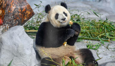 Live: Endearing moments of giant pandas in S China's Hainan Province