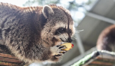 Domesticated Raccoon Enjoys Cheetos Just Like the Rest of Us