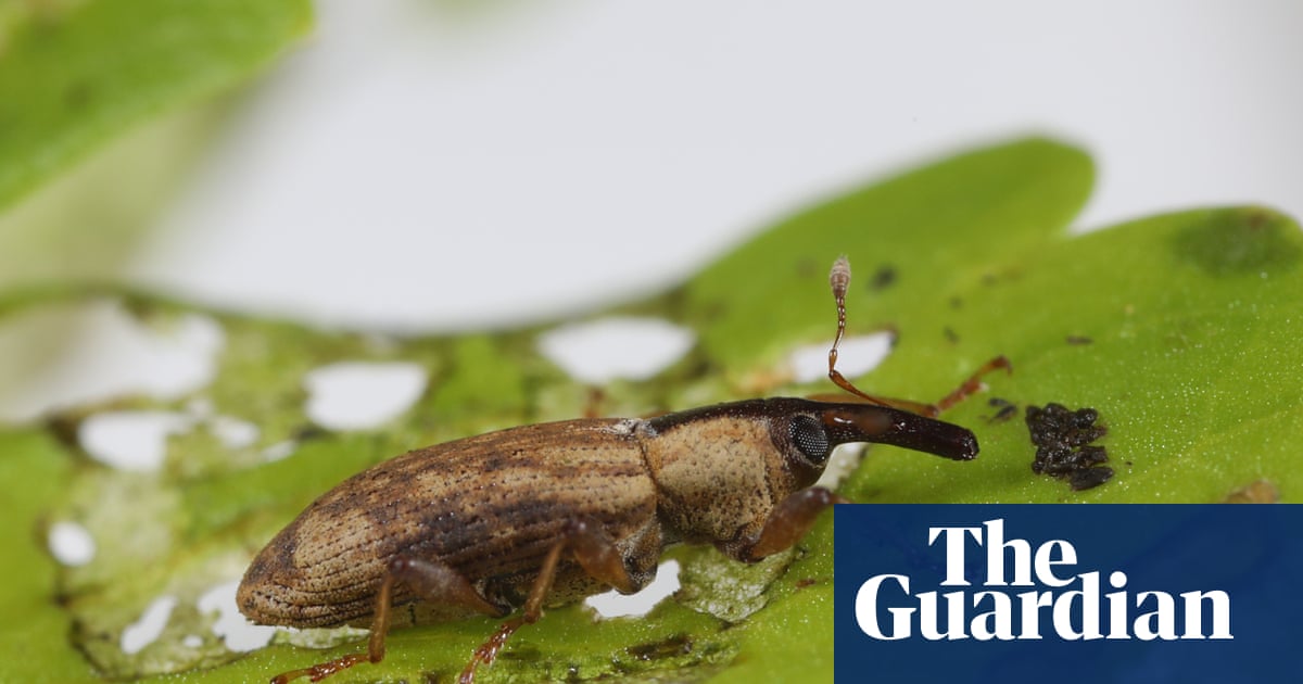 Crayfish, weevils and fungi released in UK to tackle invasive species such as Japanese knotweed | Invasive species