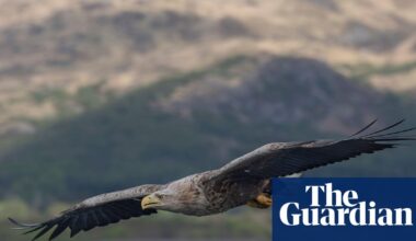 Police investigate after white-tailed eagles go missing across UK | Wildlife