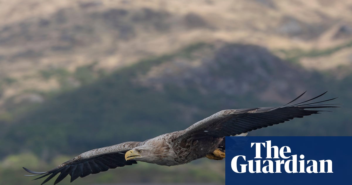 Police investigate after white-tailed eagles go missing across UK | Wildlife