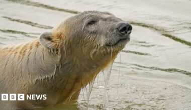 A photo of a polar bear.  He is standing in a pool of a water  with his head and shoulders showing above the waterline.  There is water dripping from his fur.