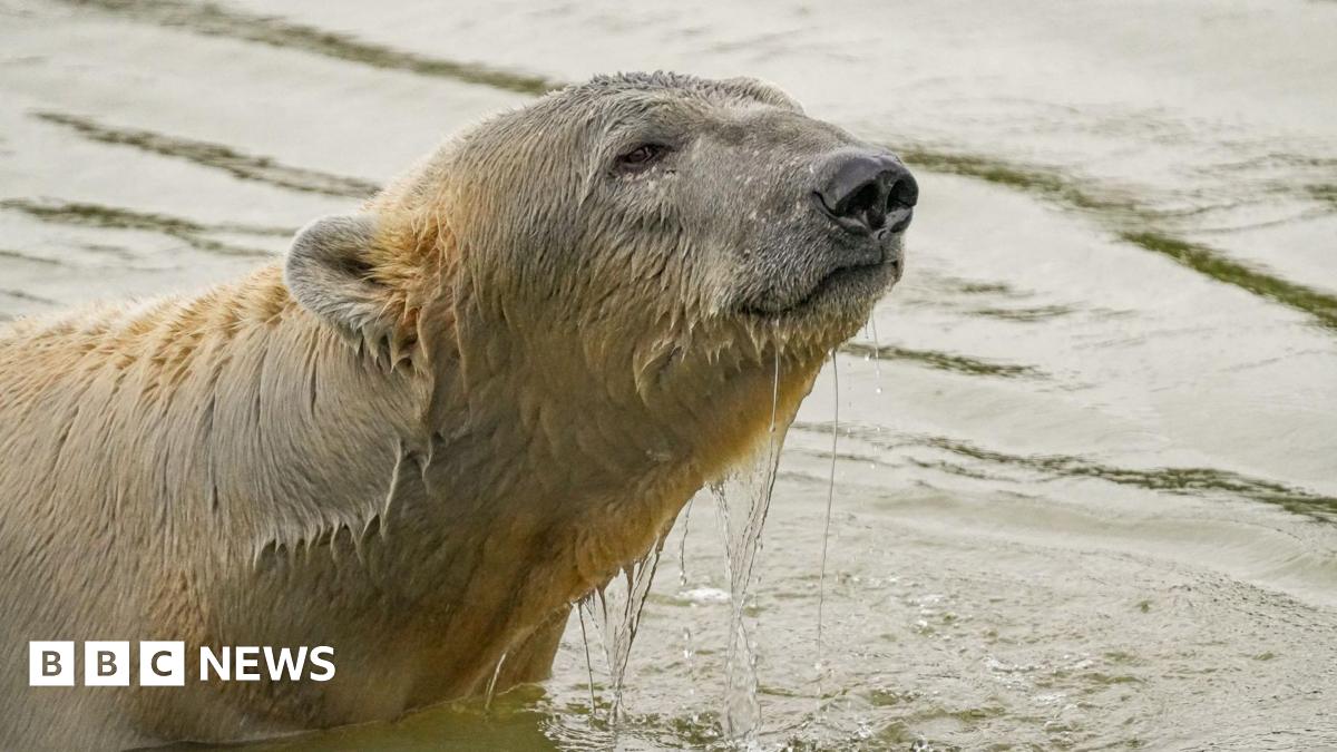 A photo of a polar bear.  He is standing in a pool of a water  with his head and shoulders showing above the waterline.  There is water dripping from his fur.