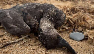 Thousands of dead creatures wash up on Snettisham beach