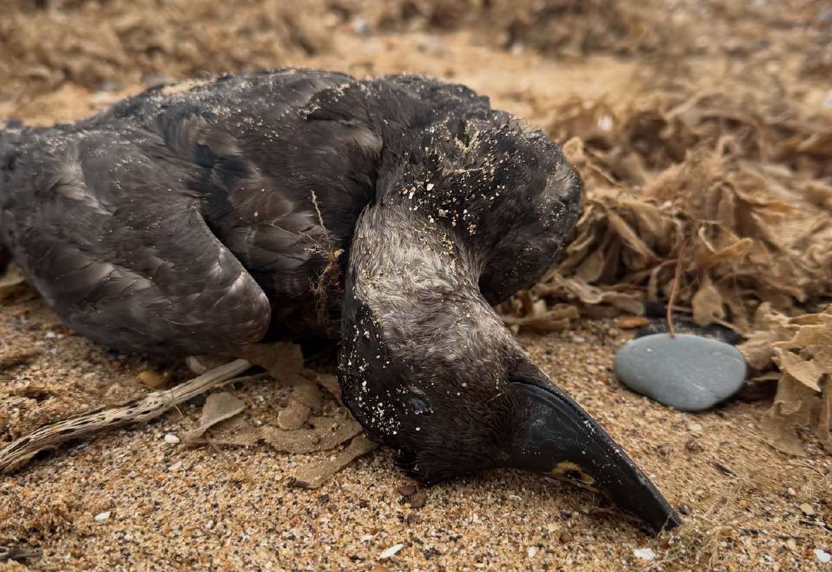 Thousands of dead creatures wash up on Snettisham beach