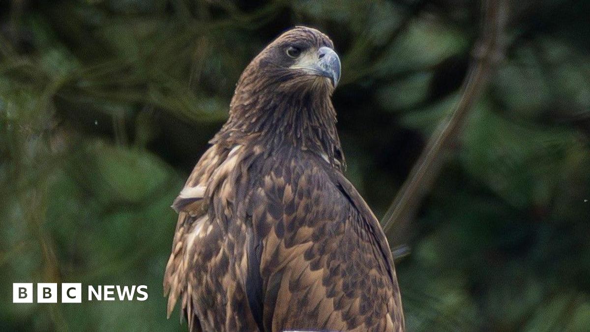 A brown white-tailed eagle is standing up and looking away. It has brown feathers.
