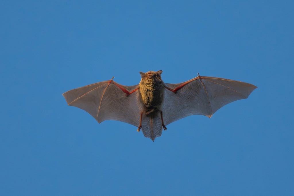 The HKU5 coronavirus was first identified in the Japanese pipistrelle in Hong Kong. Photo: Shutterstock