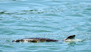Boat full of tourists in awe after incredible discovery off Aussie coast: 'Started swimming towards us'