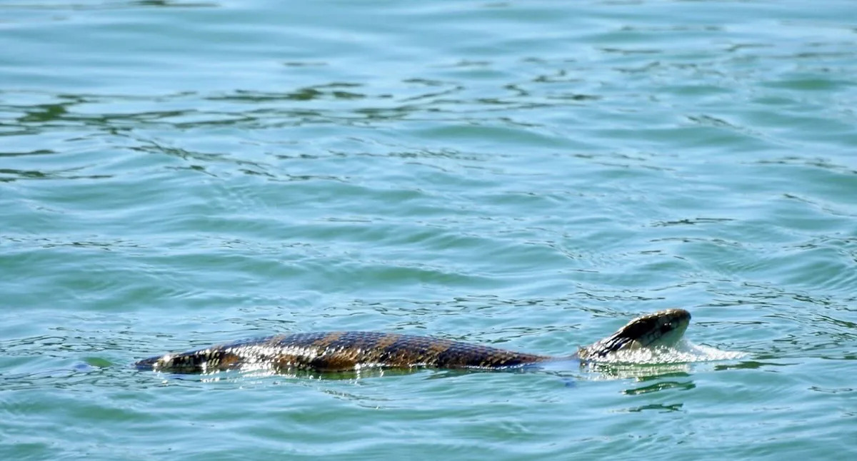 Boat full of tourists in awe after incredible discovery off Aussie coast: 'Started swimming towards us'