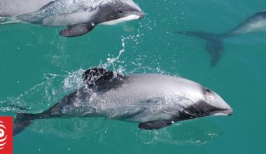 Rare Hector's or Māui dolphin spotted in Northland prompts questions