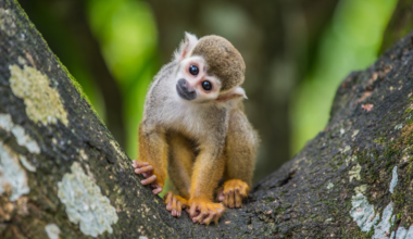 Curious squirrel monkey sitting in a tree tilts its head as it stares at the camera