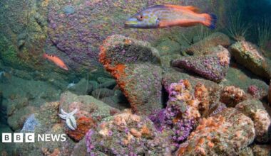 An underwater scene with purple and bright orange creatures attached to rocks. A five-legged white starfish is on one rock and there is a small thin orange fish with three black and pale yellow or white spots on its back. a larger fish has a bright blue tail with orange markings stretching along the top and bottom of its body. It had pale blue colouring along its body with orangey brown spotty markings, with some yellowish-green markings around its mouth towards its gills.
