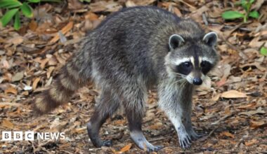A three-way composite image shows on the left Alison Limerick, in the middle Laufey, and on the right Tom Fletcher. They're all cropped as headshots while they perform onstage.