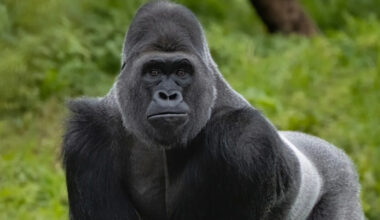 Man Charged by Silverback Gorilla Somehow Keeps His Cool