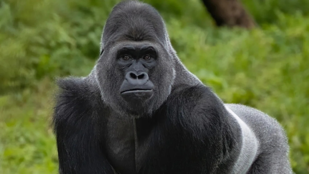 Man Charged by Silverback Gorilla Somehow Keeps His Cool
