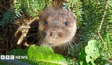 An otter poking its head out from a green Christmas tree. It has a brown furry face, dark eyes and long whiskers.