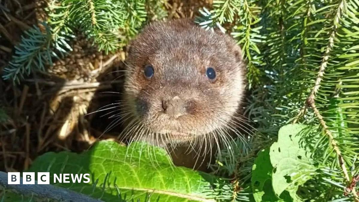 An otter poking its head out from a green Christmas tree. It has a brown furry face, dark eyes and long whiskers.