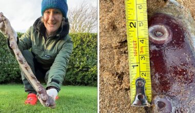 Mystery solved after ‘sea monster’ remains wash up on UK beach | UK | News