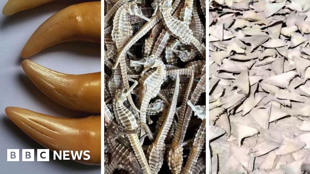 Tiger teeth, dried seahorses and shark fins are being sold illegally on Facebook, BBC finds