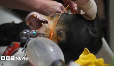 A bear is lying on a table, apparently sedated for a medical procedure. The bear has a breathing tube inserted and monitoring equipment attached, including wires and a mask near its head. Several people wearing gloves are positioned around the animal, appearing to perform or assist with the examination or treatment. There is the side of a metal cage on the right.
