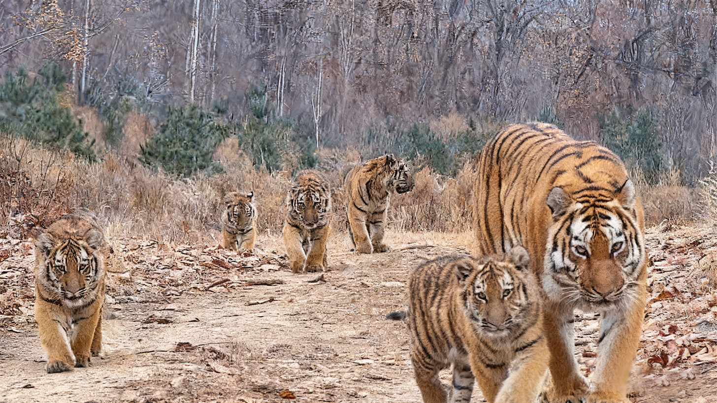 The six-tiger family captured by cameras in the Northeas China Tiger and Leopard National Park in November. Photo: Courtesy of One Planet Foundation
