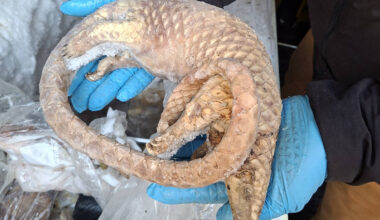 Man arrested as illegal bushmeat - including cane rat and porcupine - seized by police in London