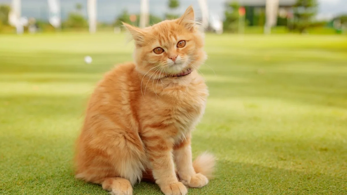 Tiny Orange Cat Helping Golfer on the Putting Green Makes the Perfect Coach