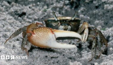 A close up of a fiddler crab. The creature is holding its large white claw in front of its body. It has two eyes are the top of its head looking into the camera. It is standing on a rock.