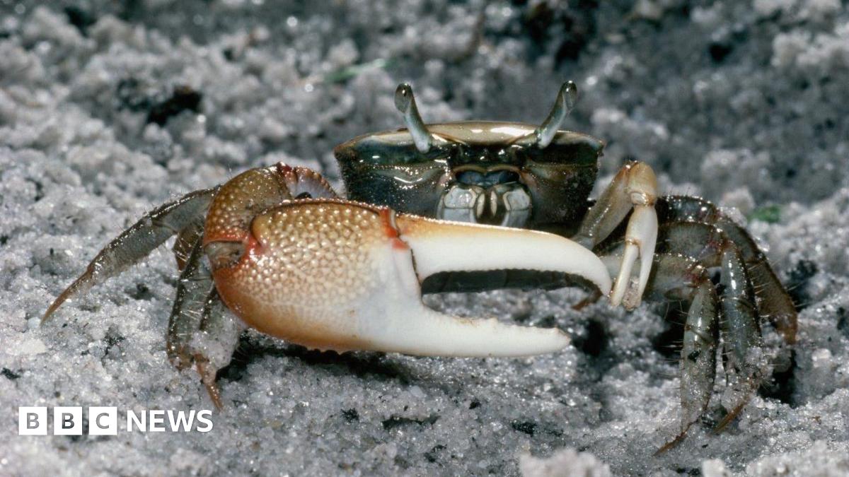 A close up of a fiddler crab. The creature is holding its large white claw in front of its body. It has two eyes are the top of its head looking into the camera. It is standing on a rock.