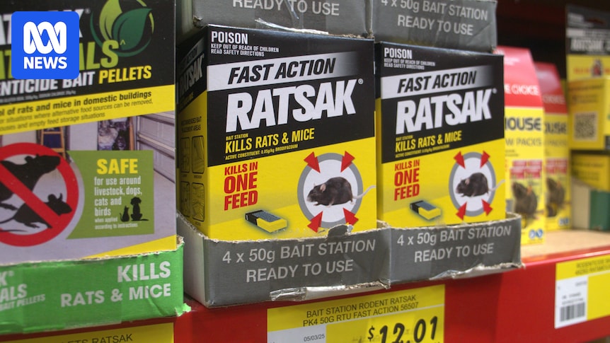 Conservationists slam 'pointless' federal regulator's long-awaited draft to crack down on rat bait poisoning of wildlife