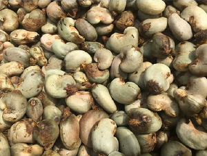 File photo of raw cashew nuts