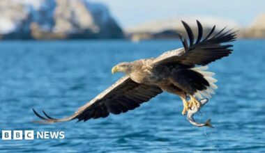 A white-tailed eagle sweeping low over the sea with a fish in its talons