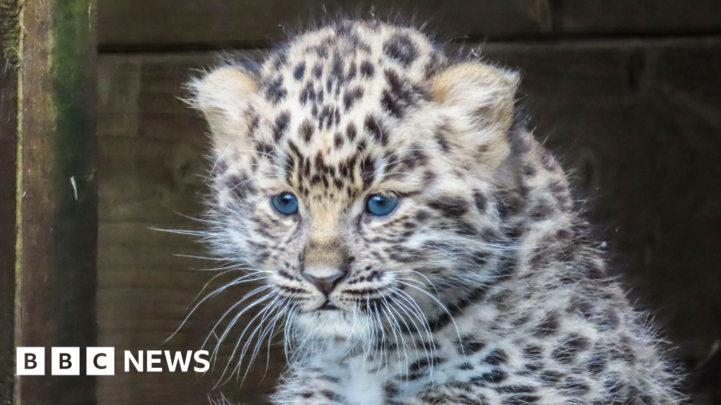 Rare Amur leopard cub born at Dartmoor Zoo is named